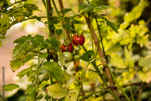 Tomato plant with ripening red and green fruits
