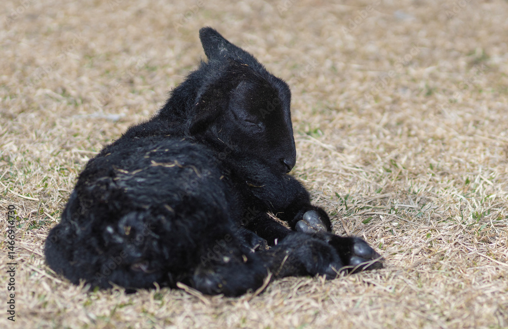 Sleeping black sheep lamb that was just born