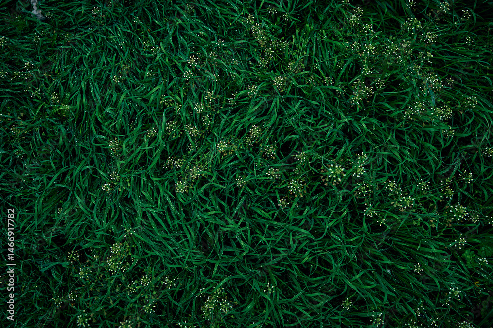 Grass with drops of water. Green background of grass. Grass with drops of water. Green background of grass.