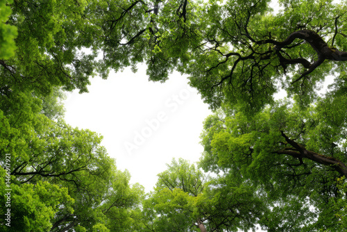 green trees, canopy, bottom view, transparent  background, 