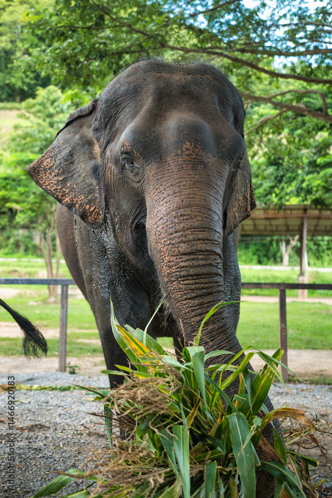 Fototapeta premium Chiang Mai, Thailand - August 10 2024: Big elephants walking in the Elephant Nature Park. Elephant jungle sanctuary for rescued elephants near Chiang Mai, Thailand. This was during a sunny day.
