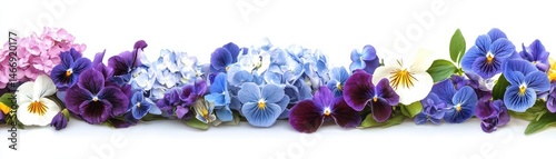 Floral Border of Pansies and Hydrangeas in Shades of Violet Blue Purple and White with Fresh Green Leaves on a White Background for Decorative Spring and Summer Designs