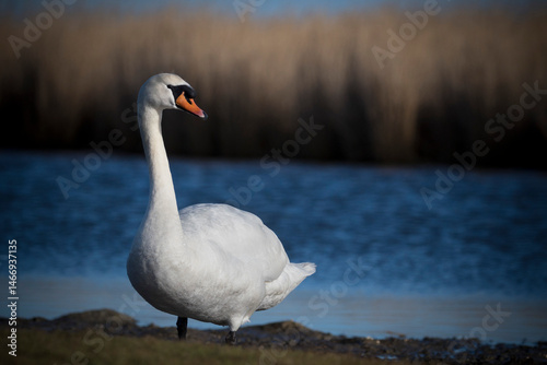 Fototapeta Naklejka Na Ścianę i Meble -  Mute swan surveying land around lake at wetlands
