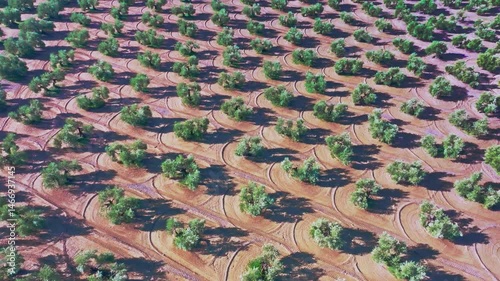 Andalusia olive trees field aerial view, olive oil andalusian area