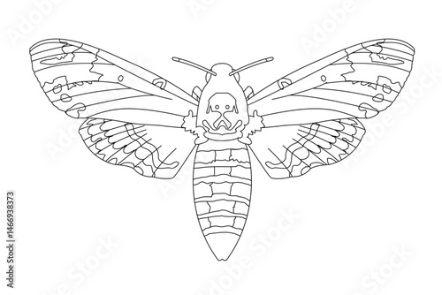 vector realistic butterfly. Cartoon black and white clip art isolated on transparent background. Hand drown design element.