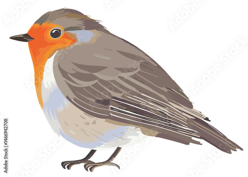 Vector illustration of a realistic chubby robin bird seen from the side on white background