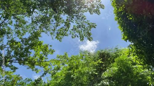 神田川5月：初夏の風に揺れる街路樹 2025/5/1