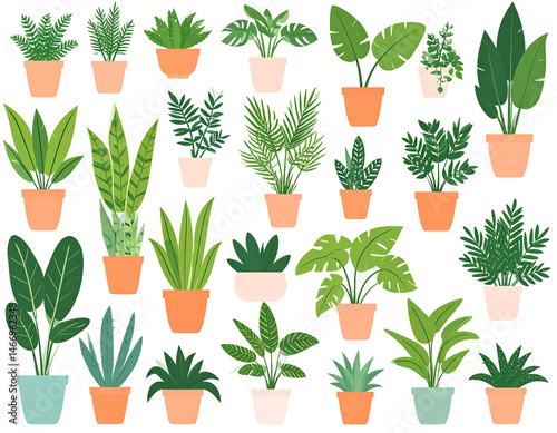 Houseplants in elevation view - 2D- Transparent background - Transparent PNG - colorful

