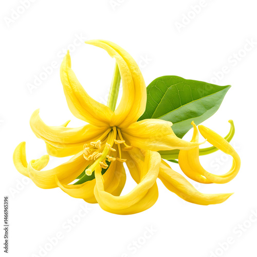 Ylang-Ylang png