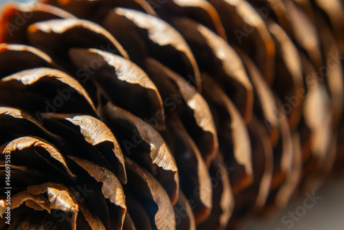 Close up view of pine cone
