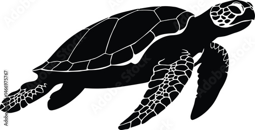 A cute, old turtle, a shelled reptile, slowly walks from the white sand of the beach toward the wild nature of the water