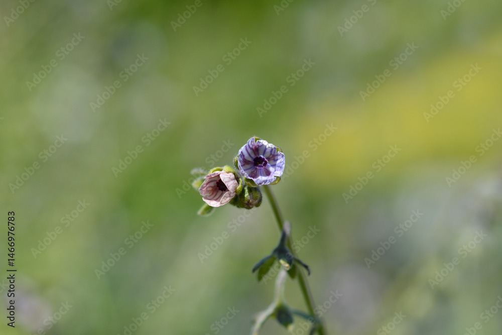 Cretan Blue hounds tongue flower - Latin name - Cynoglossum creticum