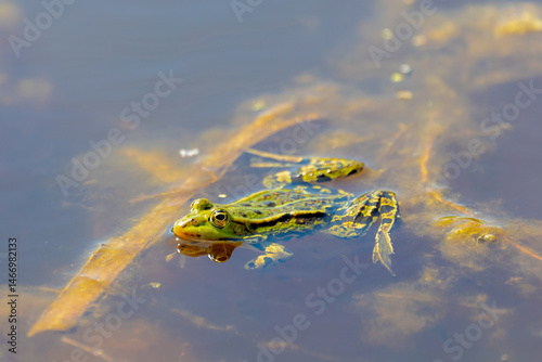 Selective focus of the marsh green frog in swamp in its natural habitat, Pelophylax ridibundus is the largest frog native to Europe, Typical polder in spring, Spawning and breeding season, Netherlands