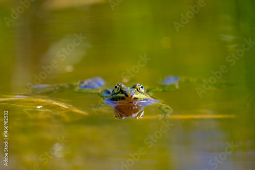 Selective focus of the marsh green frog in swamp in its natural habitat, Pelophylax ridibundus is the largest frog native to Europe, Typical polder in spring, Spawning and breeding season, Netherlands