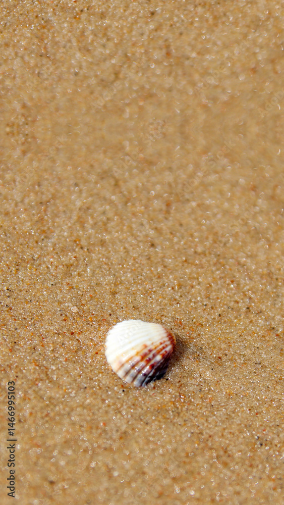 Vertical close-up of a seashell on sand. Beach story or reel background. Marine life. Seashell on a sandy beach in a vertical, close-up shot