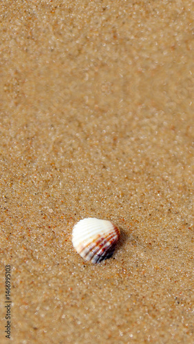 Obraz na płótnie Vertical close-up of a seashell on sand. Beach story or reel background. Marine life. Seashell on a sandy beach in a vertical, close-up shot w salonie