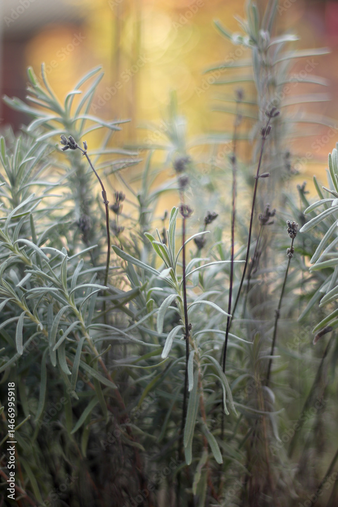 Beautiful vertical wallpaper of lavender fields with a green background. Close up. Blurred