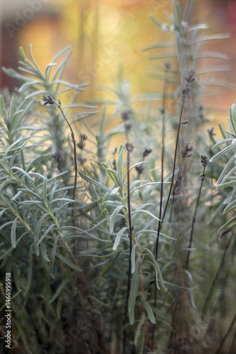 Obraz na płótnie Beautiful vertical wallpaper of lavender fields with a green background. Close up. Blurred w salonie