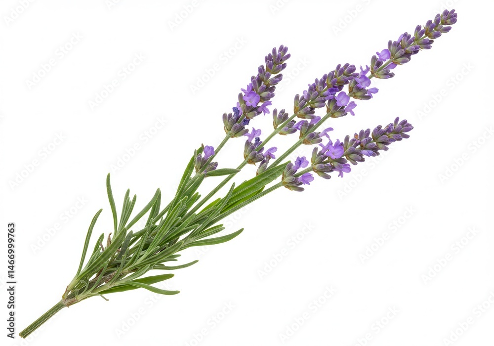 Naklejka premium A sprig of lavender with purple flowers and green leaves isolated on a white background in close up view