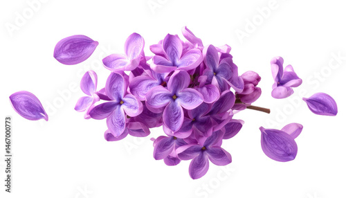 A cluster of vibrant lilac flowers with individual petals floating around giving a dynamic  