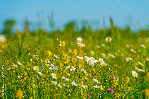 Colorful wild flowers in a rural field in sunlight, Almere, Flevoland, The Netherlands, May 8, 2025