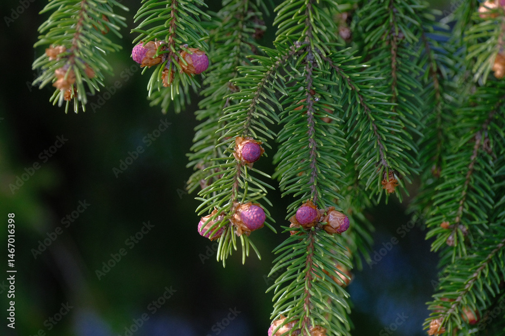 Blooming spruce. Red young shoots on a pine tree. Flowering branch of a fir tree. Young shoots on spruce Blooming spruce. Red young shoots on a pine tree. Flowering branch of a fir tree. Young shoots on spruce
