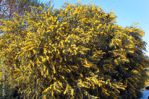Vászonkép Vibrant golden wattle flowers blooming among slender green leaves in sunlight