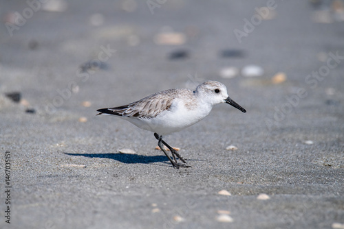 Sanderling Moves Across a Beach photo