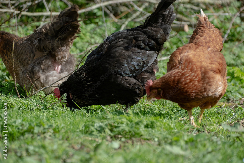 Fototapeta premium chicken on traditional free range poultry farm