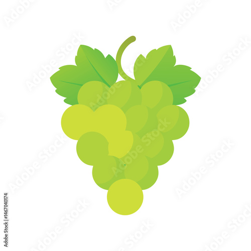 Fresh green grapes clustered together with green leaves at the vineyard during harvest season