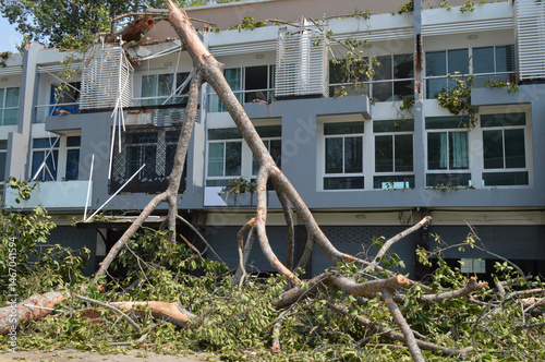 Large tree fell on building, Damaging it after summer storm, Natural disaster.