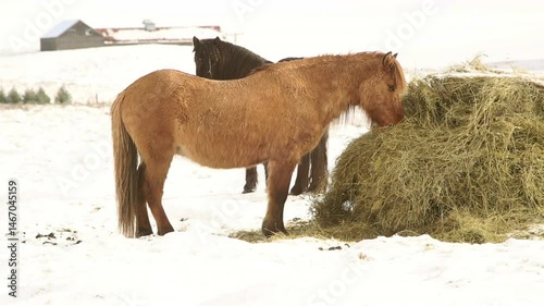 Group of Icelandic horses eat hay in wintertime in Iceland, springtime