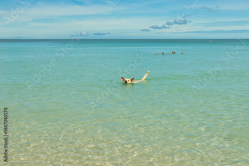Chaweng beach, Koh Samui, Thailand - 09 September 2023. Dog on the sand beach watch at sea scape, static shot. cute dogs on the beach of Koh Samui, Thailand overlooking the horizon, hope and island.

 photo