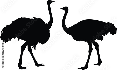 Ostrich silhouette vector, emu bird vector illustration
