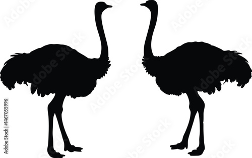 Ostrich silhouette vector, emu bird vector illustration

