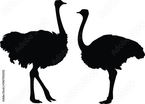 Ostrich silhouette vector, emu bird vector illustration

