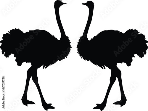 Ostrich silhouette vector, emu bird vector illustration

