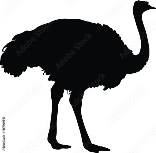 Ostrich silhouette vector, emu bird vector illustration
