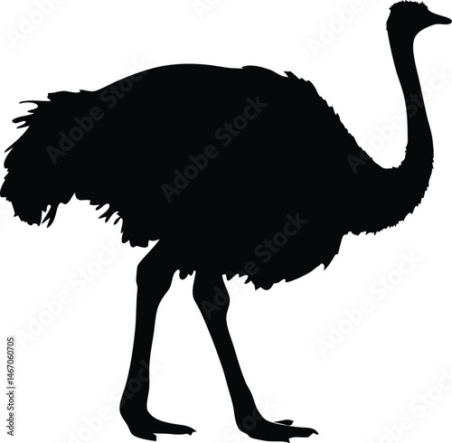 Ostrich silhouette vector, emu bird vector illustration

