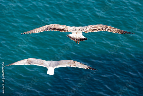 Seagulls flying at the rock of Gibraltar