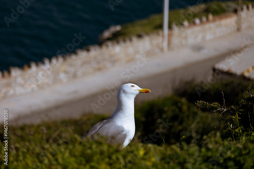 Seagull at the rock of Gibraltar