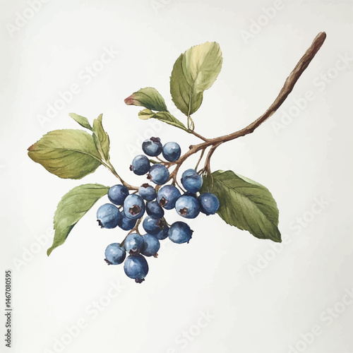  Blueberry- AI generated
