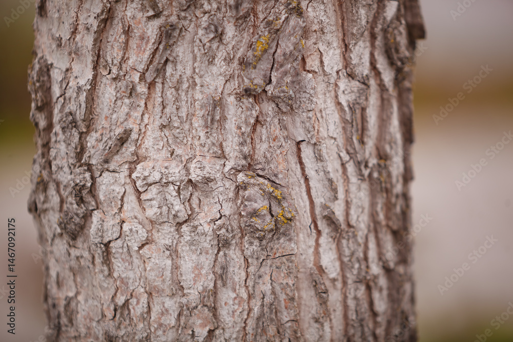 Fototapeta premium tree bark texture