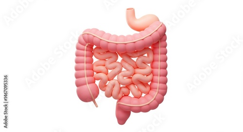 Human Digestive System: Anatomy of the Intestines and Colon Model