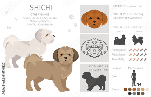 ShiChi clipart. Shih-Tzu  Chihuahua mix. Different coat colors set.  Vector illustration