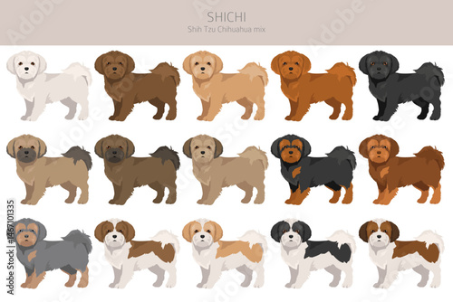 ShiChi clipart. Shih-Tzu  Chihuahua mix. Different coat colors set.  Vector illustration