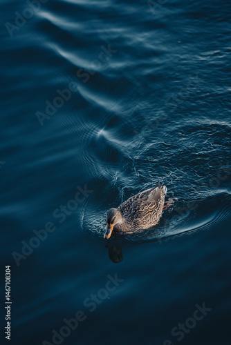 Duck in the lake