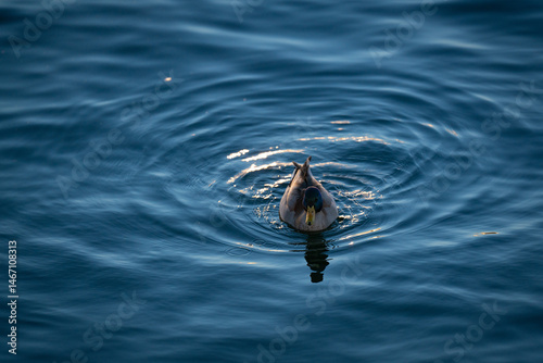 Duck in the lake