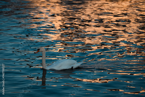 Swan on the water