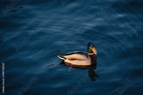 Duck in the water